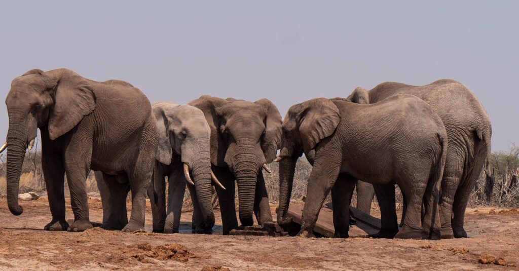 best safari holidays from Dublin