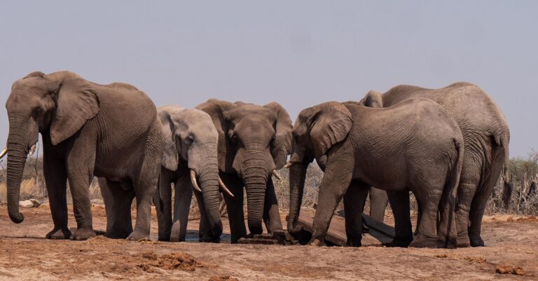 best safari holidays from Dublin