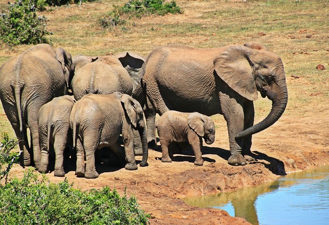 best safari holidays from Dublin