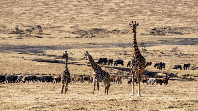 best safari holidays from Dublin