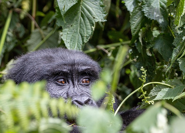 best safari holidays from Dublin