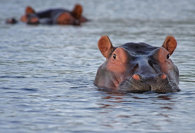 best safari holidays from Dublin