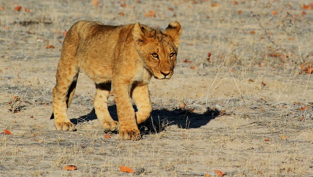 best safari holidays from Dublin