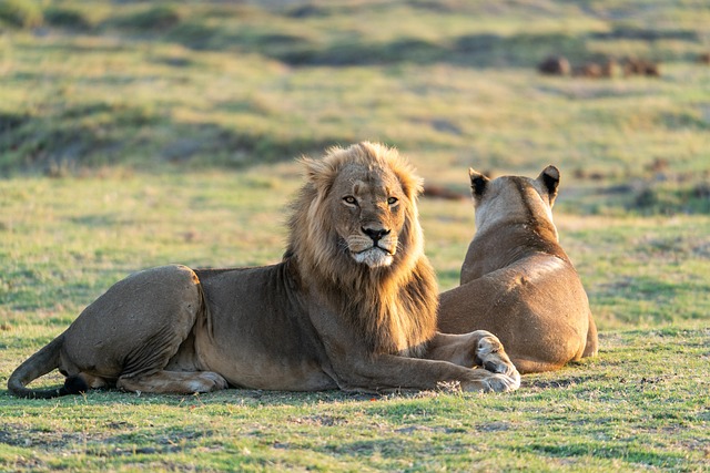 best safari holidays from Dublin