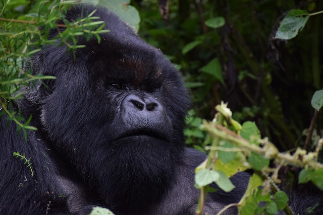 best safari holidays from Dublin